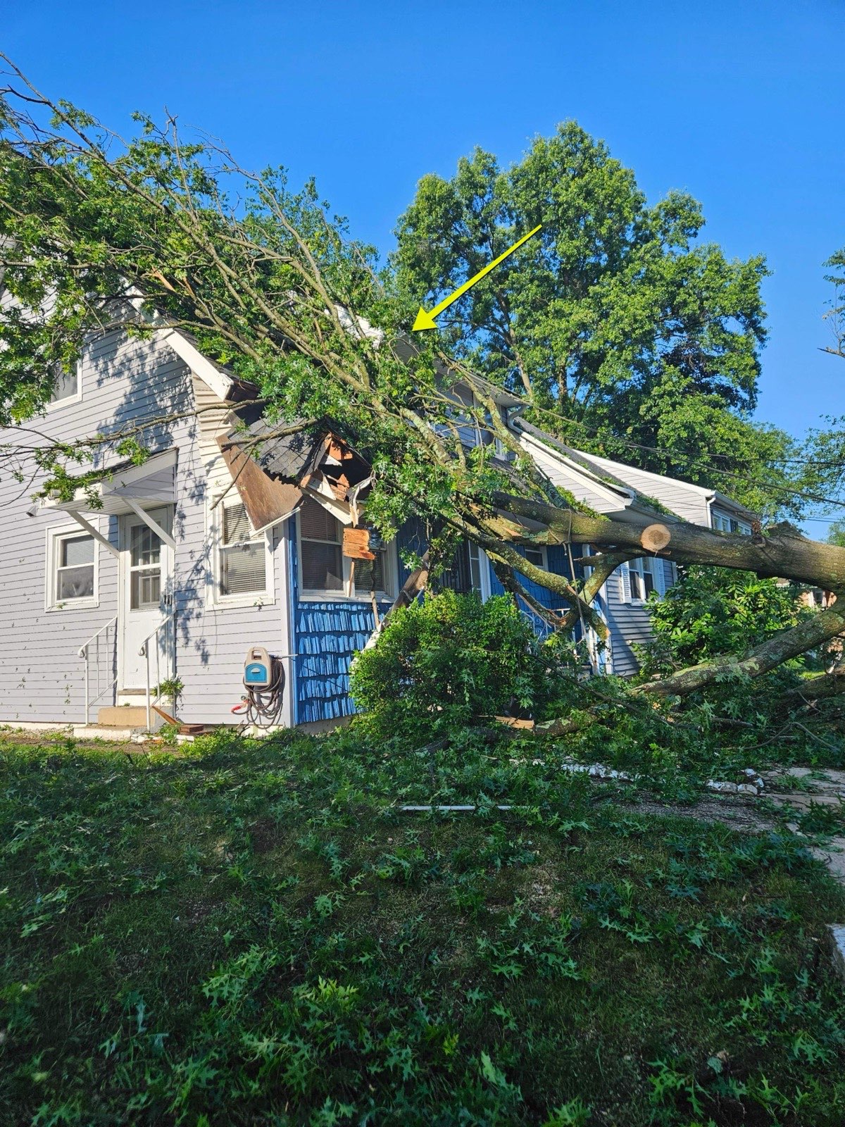 Tree across the front of a Plainfield NJ home — RESTORHIVE case study