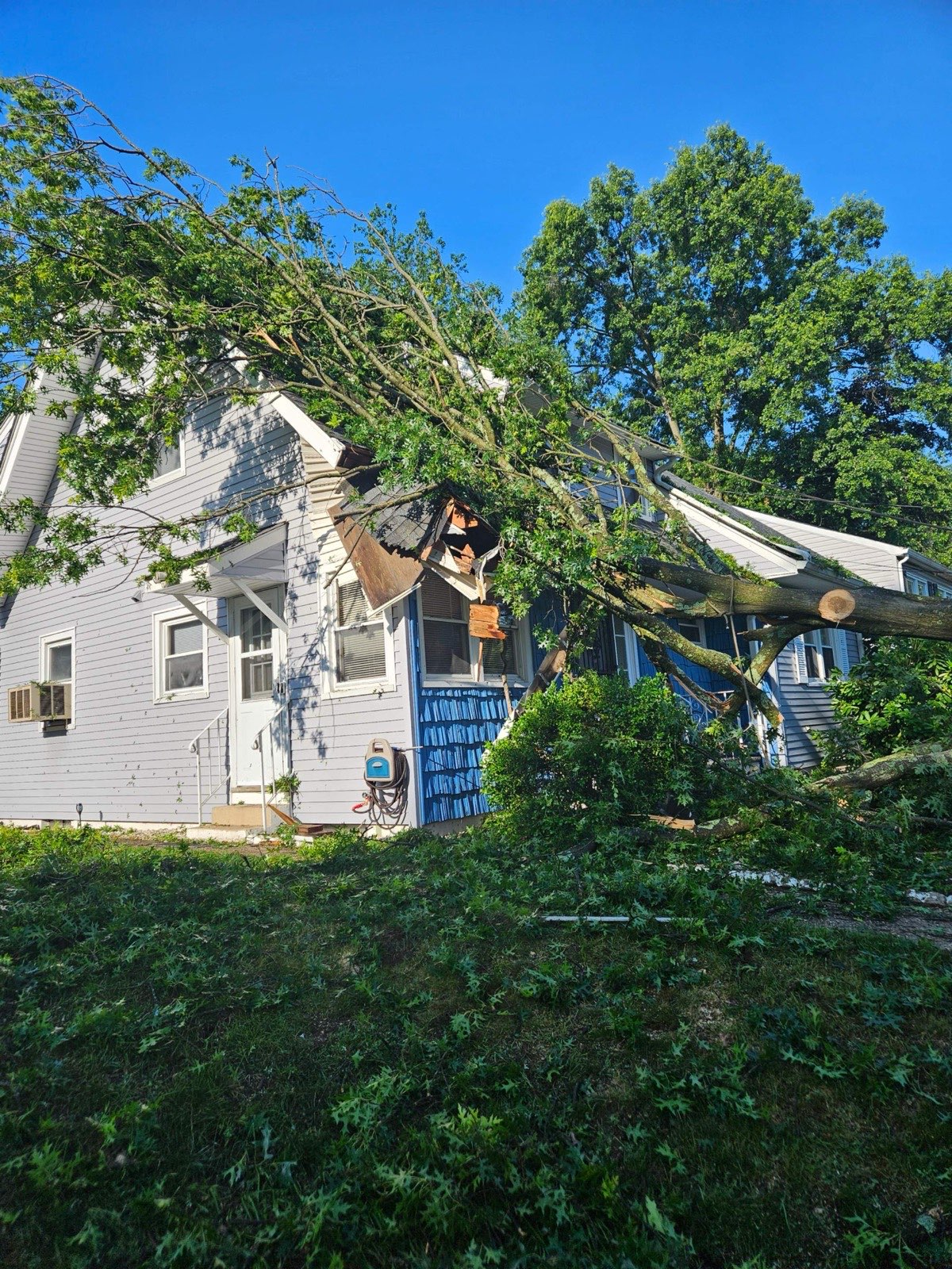 The tree across the front of the home